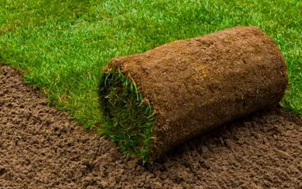 A freshly cut roll of turf